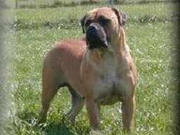 bullmastiff_20211129_1616200019